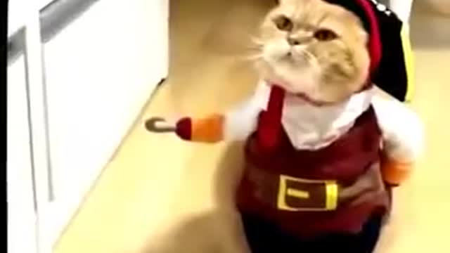 Animal funny videos