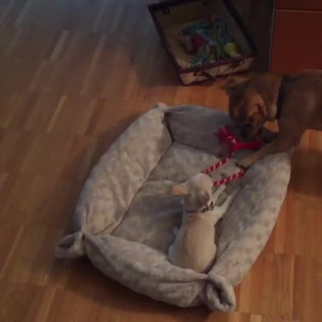 Big chihuahua vs. Little chihuahua... Who's stronger?