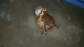 Two frogs talking and fighting with each other
