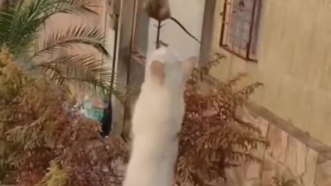 Funny Animals 😆 hub, funny animals rumble
