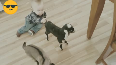Baby and baby goats