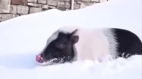 Animals SOO Cute! Cute baby animals Videos Compilation cutest moment - Cute animal planet #38