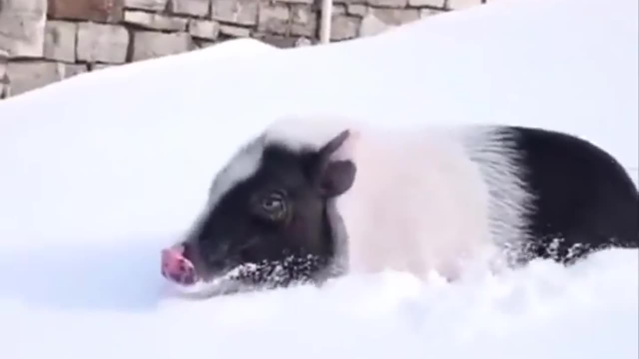 Animals SOO Cute! Cute baby animals Videos Compilation cutest moment - Cute animal planet #38