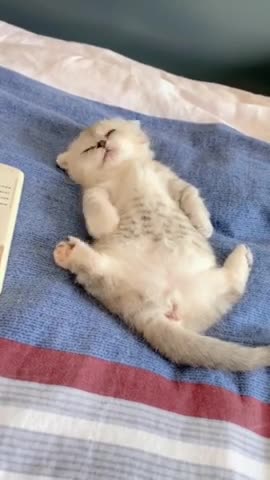 Funniest cat funny comedy scenes 🤣🤣