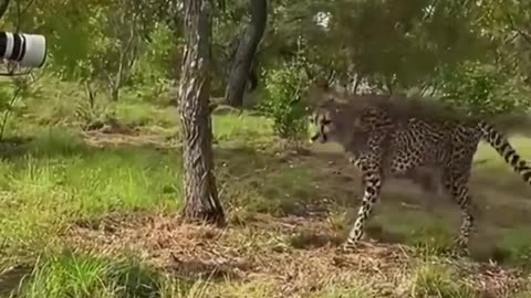 Cheetah greets towards photographer's help