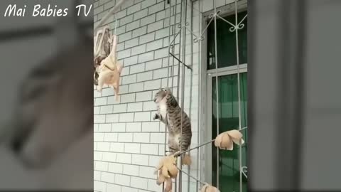 Try not to laugh danger funny cats