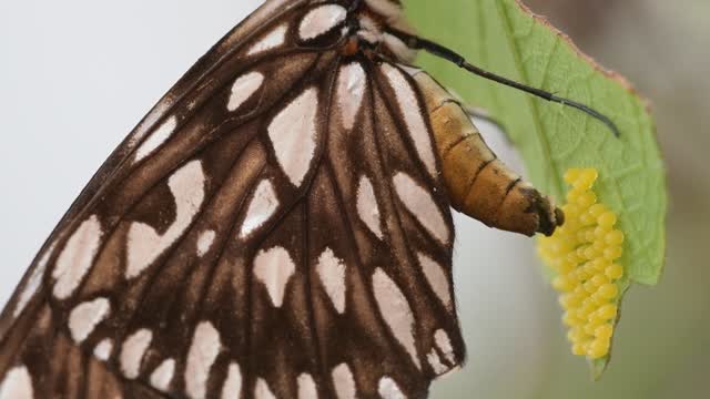 Butterfly lays eggs in a geometric way on a sheet of paper