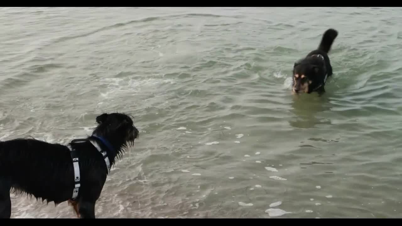 Dogs playing on the Baltic Beach