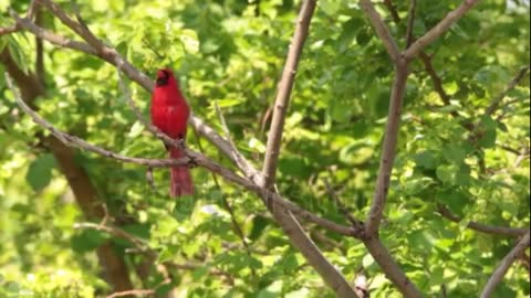 Bird sound and voice