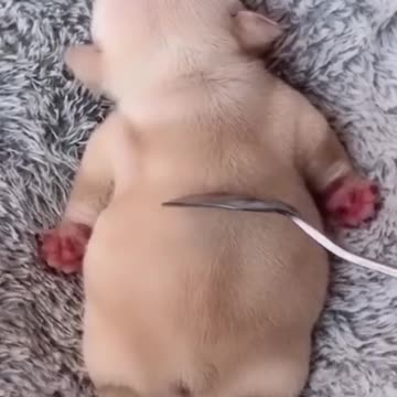 Cute puppy sleeping deep