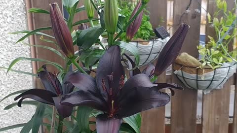 Black lily