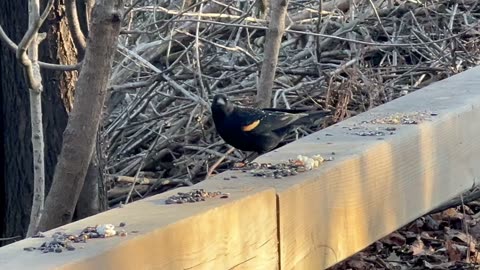 Redwing BlackBird at James Gardens Toronto