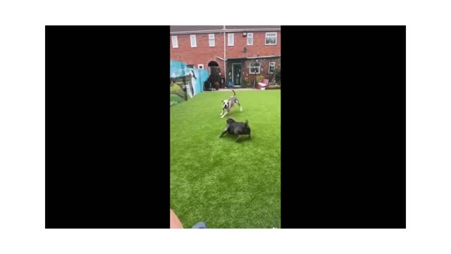 Elderly dog shows off his speed and agility