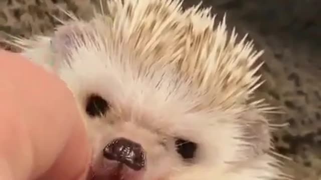 the hedgehog likes it