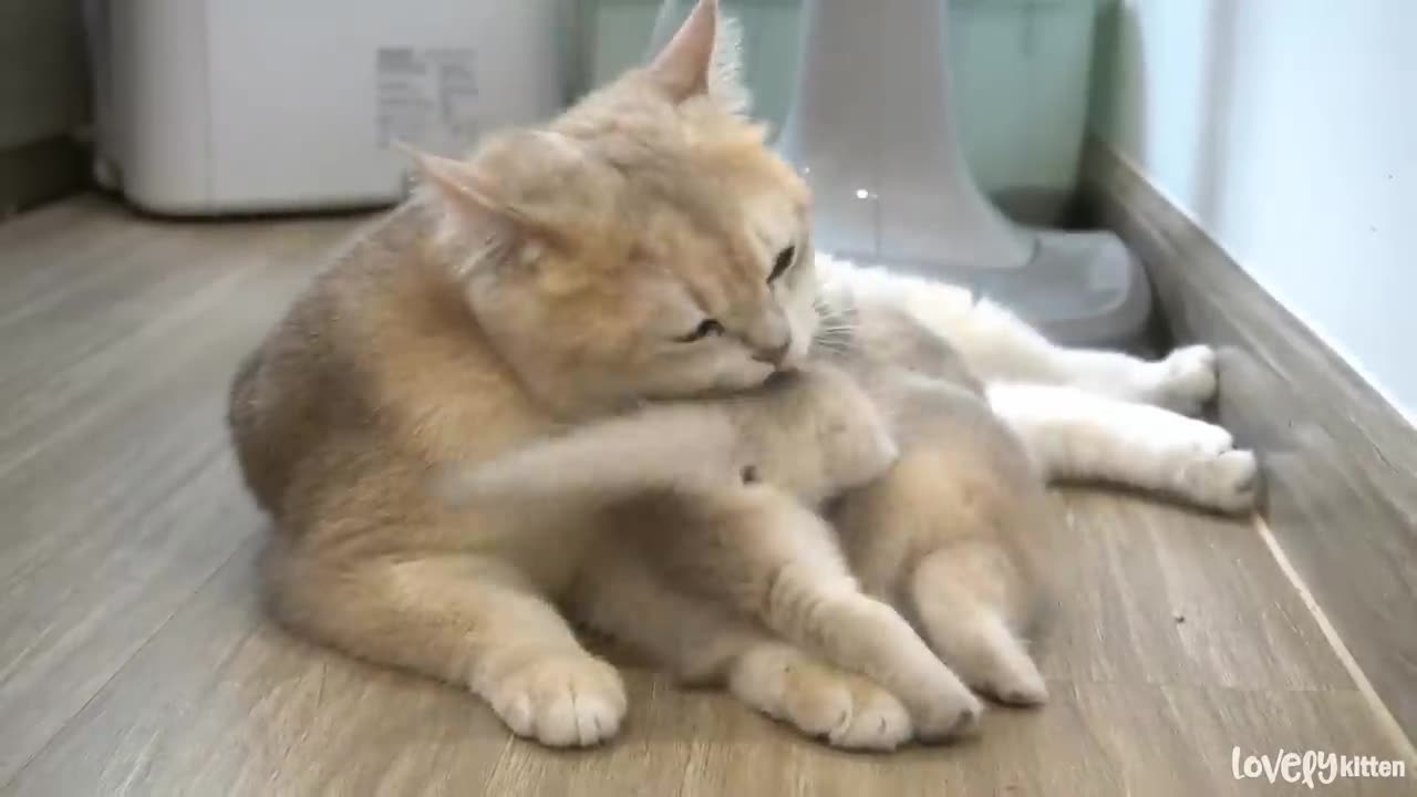 The way the mother cat loves her kitten is very strongly