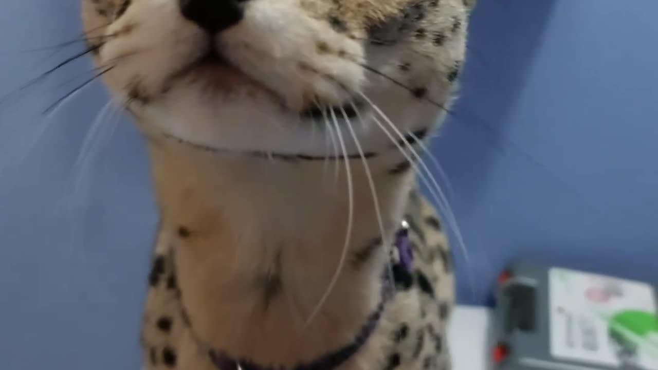 Cute cat | cute pets 🐕#pets #animals #cats