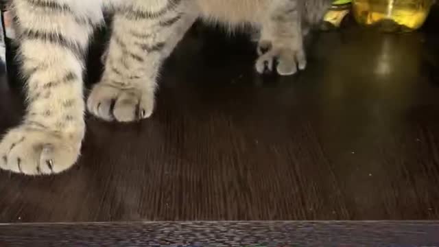 Secret in the closet