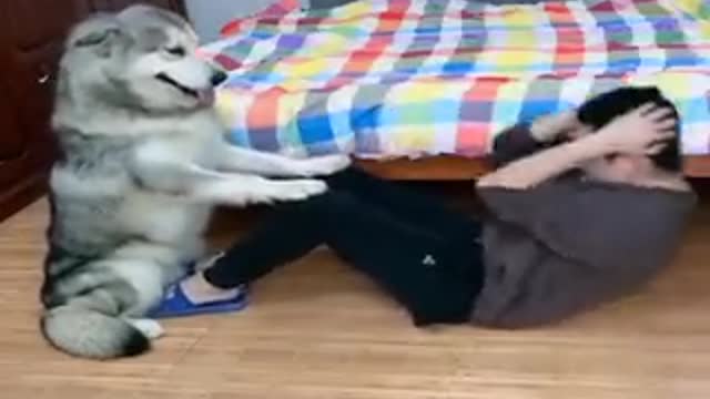 dog help his owner with abdominal exercises