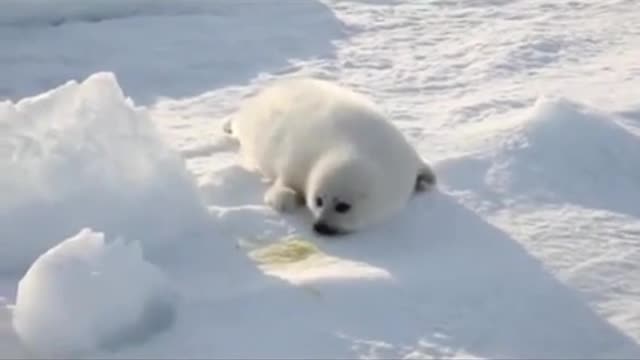 Baby Snow white seal Looking For Her Mother.