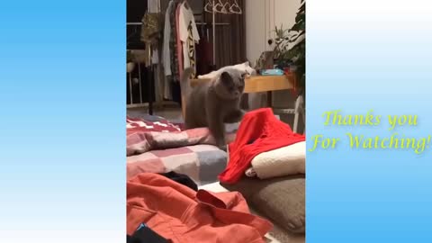 Top Funny Cat Videos Of The Weekly