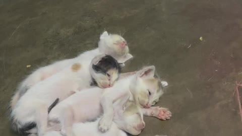 Lovely 🥰 baby cats 🐱 sleeping 😴 videos