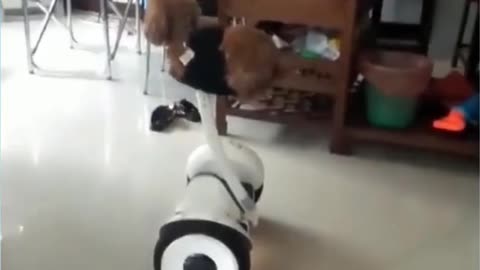 Dog's movement