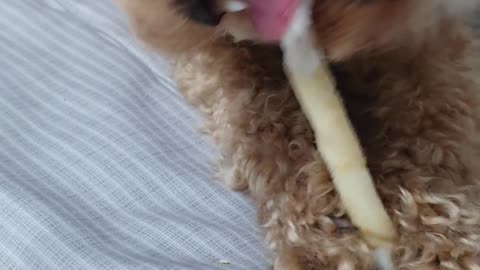 The puppy eats a snack