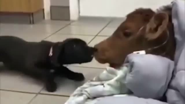 Puppy comforts her calf friend while at the vets