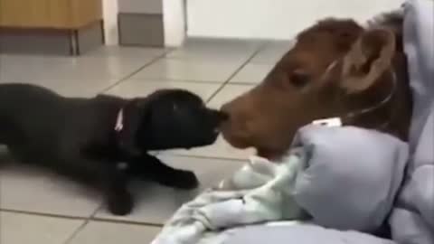 Puppy comforts her calf friend while at the vets