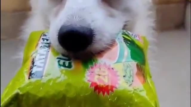 Smart Dog Kulotobaby ♥️ | Kulotobaby Talking | Old Video | Dog Production