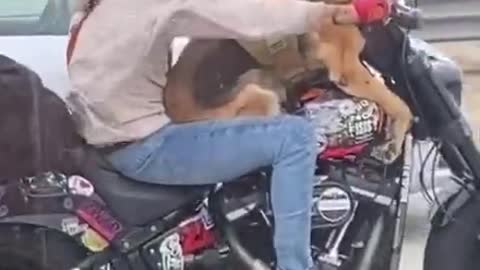 Dog Enjoys Bike Ride With Owner