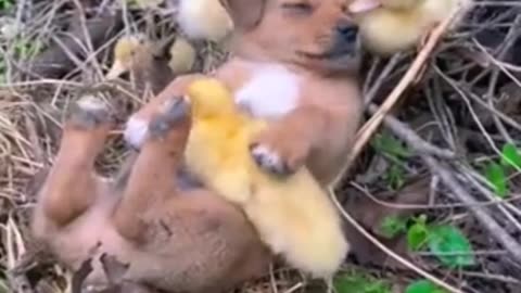 Beautiful video ever