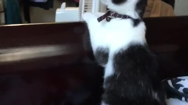 Black and white kitten cat at edge of bed watching black screen tv