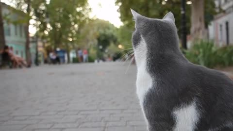 Cute pets || || Cute cat and Animals || Cute pet dog