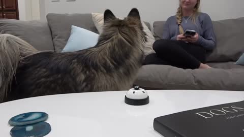 The husk dog requests food by ringing the wheel on the table