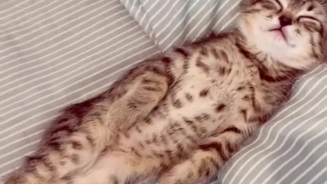 Wake up cute cat