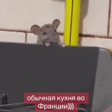 Ratatouille? That kitchen needs a cat or two 😂