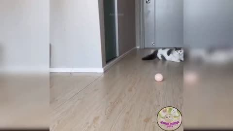 FUNNY and Cute cat playing like a dog