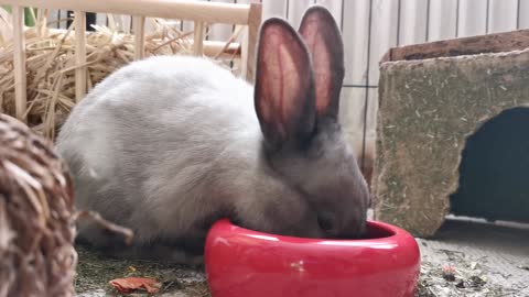 #Rabbit#Rabbit video#Animal# Animal video#