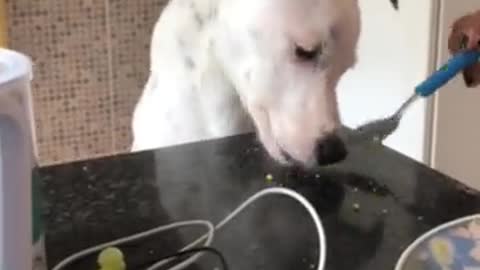 happy dog