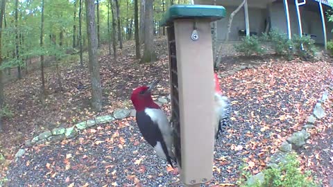 Redheaded and redbellied Woodpecker