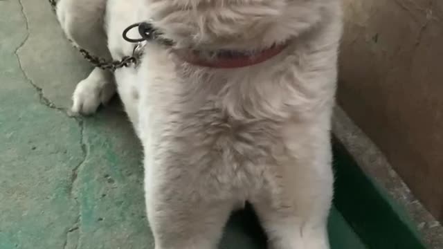 Jindo Dog Pretends Not To Hear😂