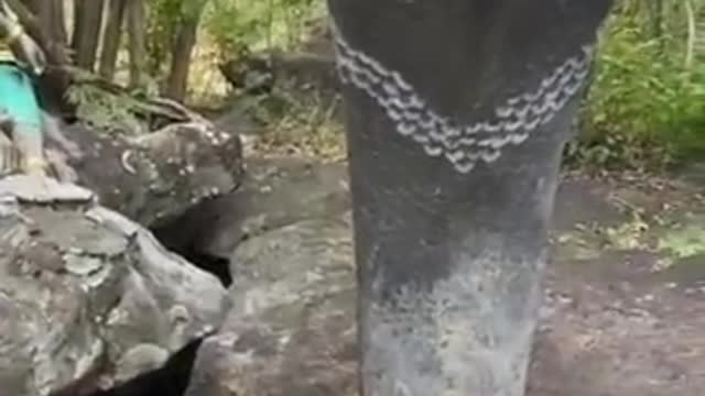 biggest cobra in the world #shorts