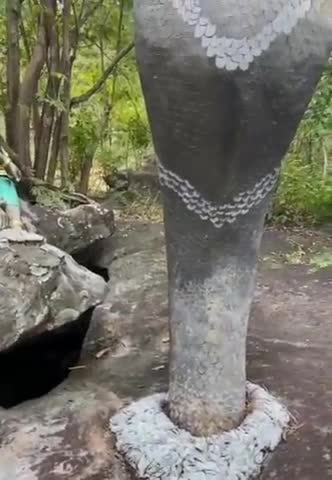 biggest cobra in the world #shorts