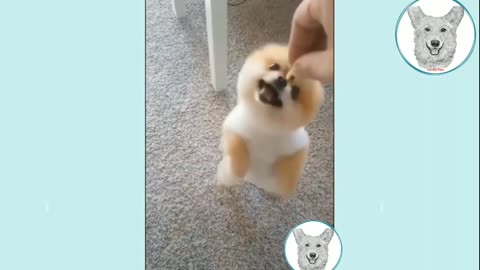 funny puppy video| funny dog video 2021