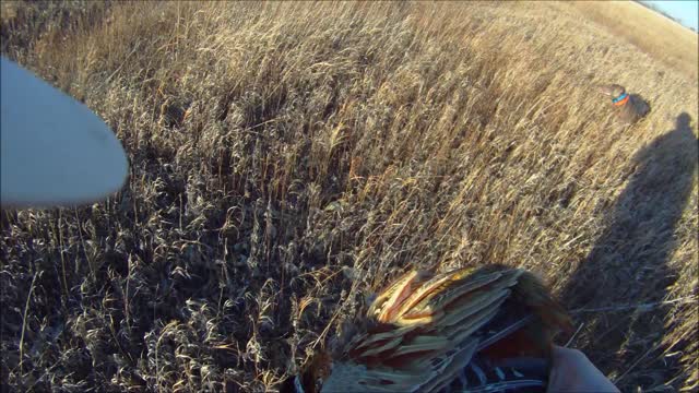 ND pheasant hunting