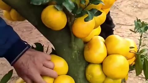 trending fruits