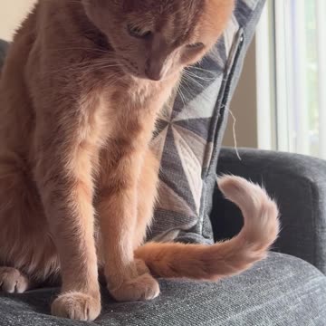 9 year old cat still gets scared of his tail from time to time