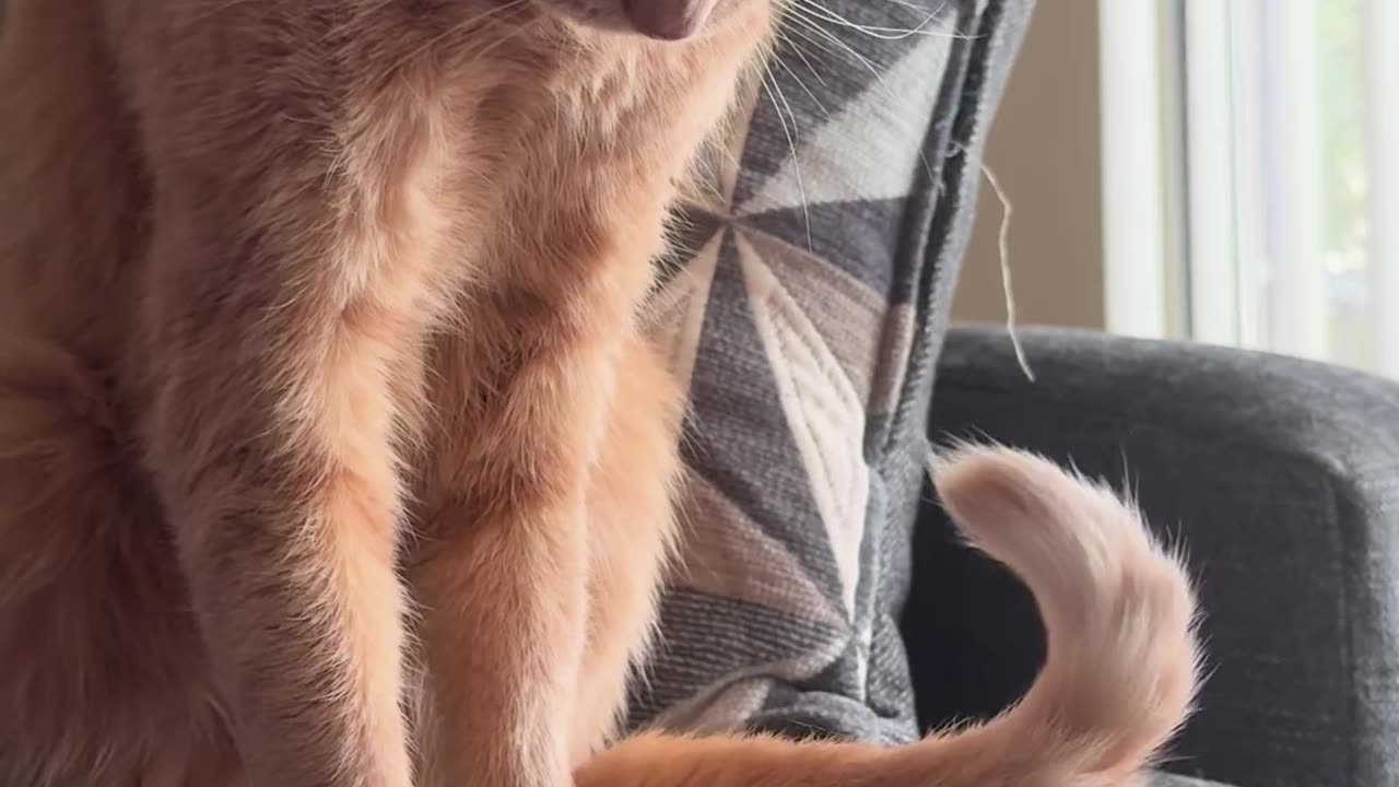 9 year old cat still gets scared of his tail from time to time