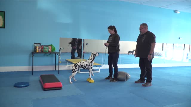 Training your dog for winners photos